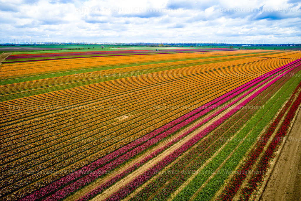 Schwaneberg Tulpen-0034 | Schwaneberg - Realisiert mit Pictrs.com