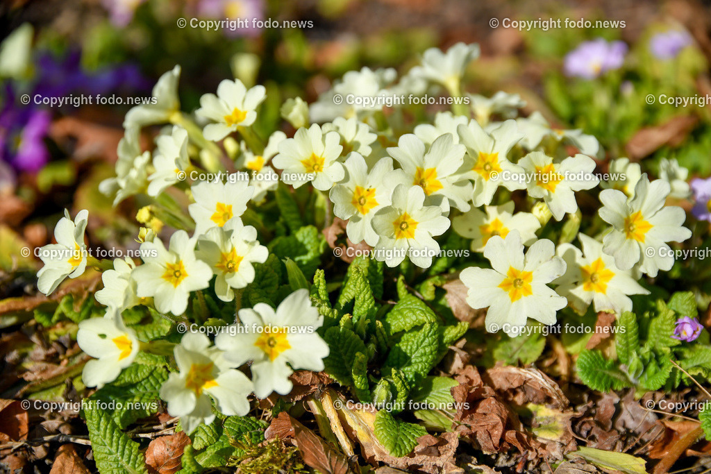 Botanischer Garten_ Friedrich Schwarz_ 08.03.2022-9 | 08.03.2022, Linz, AUT, Botanischer Garten Linz, im Bild Primeln