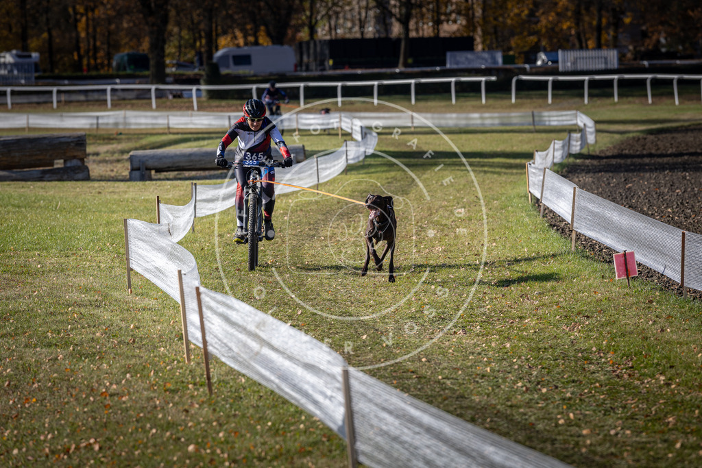 CaniXpix_DV3A7505 | Hundefotografie, Tierfotograf, Pfotenfotografie, Fotoshooting Hund, Hunde Portrait, Hundesport, Hundeportraits, Heideshooting, Hunde, Sportfotograf, Hundefotograf, Turnierhundsport, THS,  - Realisiert mit Pictrs.com