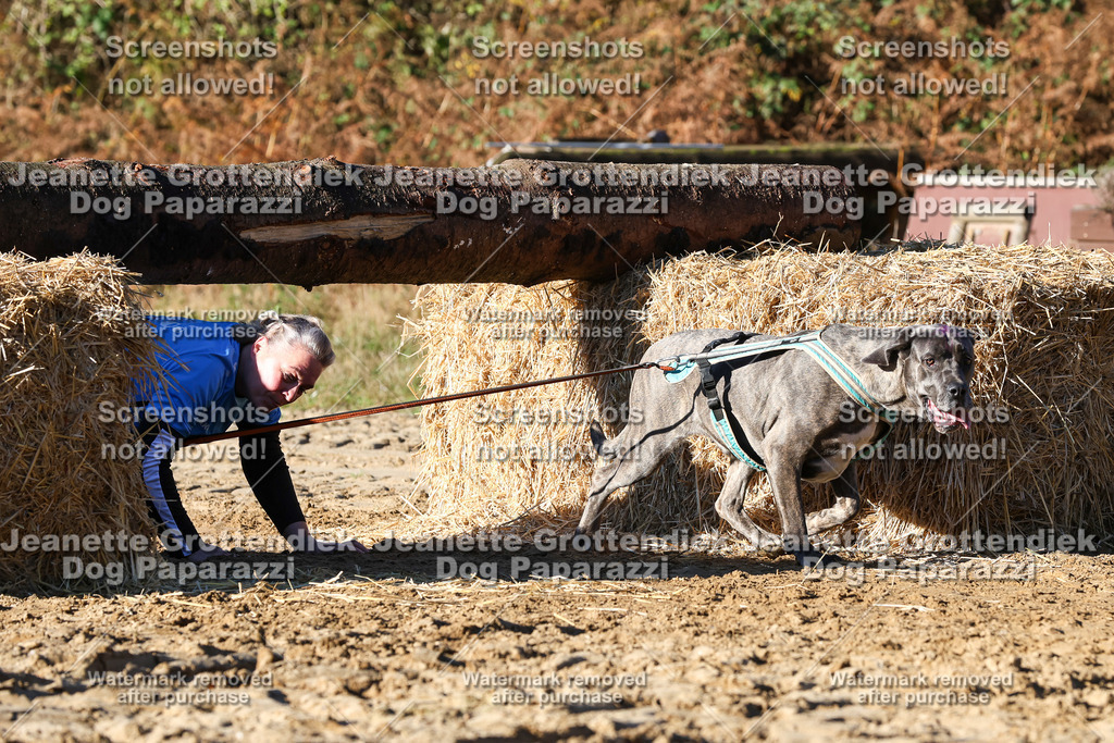 Dog Paparazzi - Strongdog 10-25-1612 | Dog Paparazzi Jeanette Grottendiek Fotografie & Videografie - Realisiert mit Pictrs.com