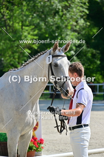 07_Casskemi von Casskeni II - Kaiserwind_879_3827 | Björn Schroeder Pferdefotografie