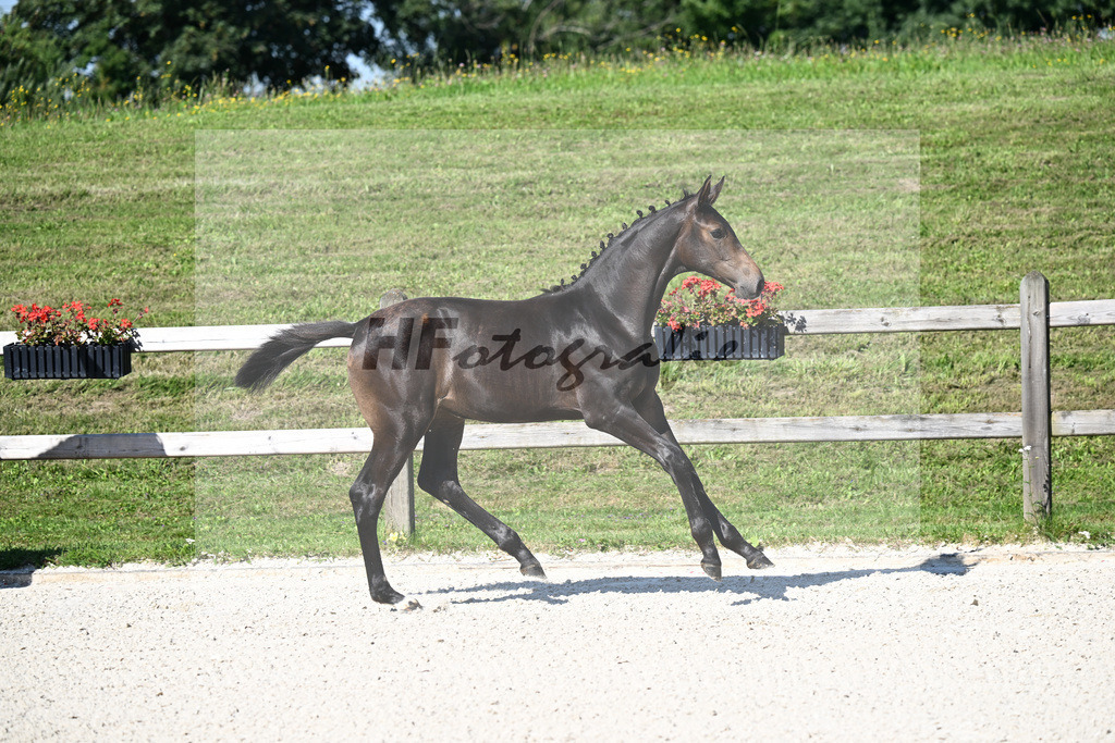 Kat-Nr. 1 Feliciano x Contender_SF_Berger_24250015 | hf-fotografie - Realizzato con Pictrs.com