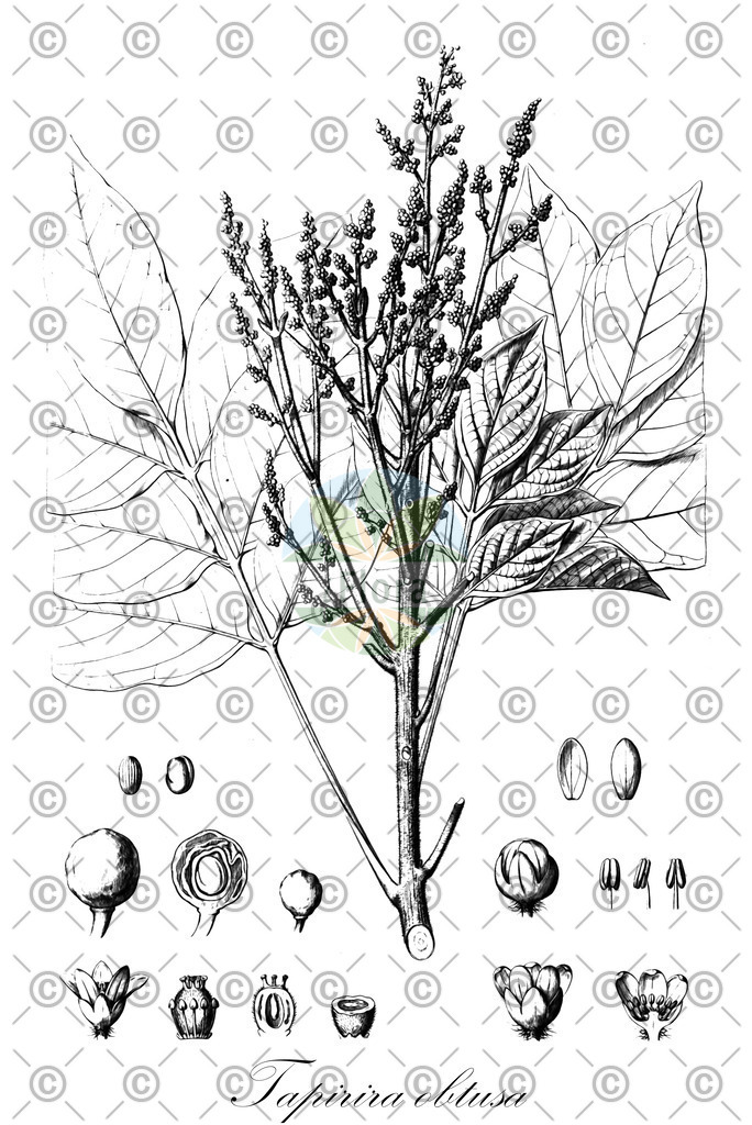 HistAbb_wfo-0000320855_2_ENZY_Simple | Historische Abbildung von Tapirira obtusa - Anacardiaceae | Historical Illustration of Tapirira obtusa - Anacardiaceae
