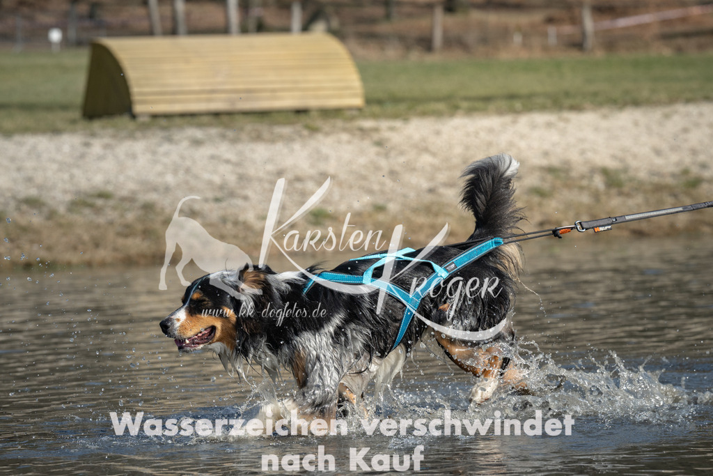 1338_ZZ97706 | kk-dogfotos