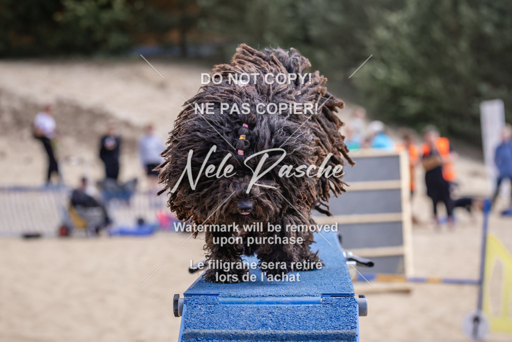 NR__2364 | nelerasche