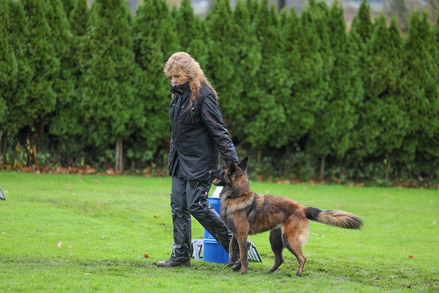 2025_Rally_Obedience_SM-260 | Ich fotografiere Hundeausstellungen, Sportanlässe, Zuchtstätten, Hundezucht, Hundeportrait, Lagotto - Realisiert mit Pictrs.com