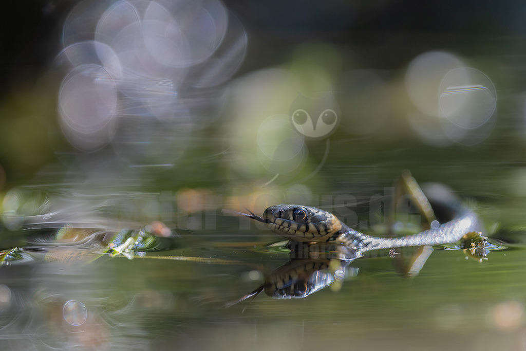 R6NF7009_20240609 | Die Ringelnatter ist eine Schlangenart aus der Familie der Nattern. Sie ist mit mehreren Unterarten in großen Teilen Europas und Asiens verbreitet. Die Art lebt meist in der Nähe von Gewässern und ernährt sich überwiegend von Amphibien.  - Realisiert mit Pictrs.com