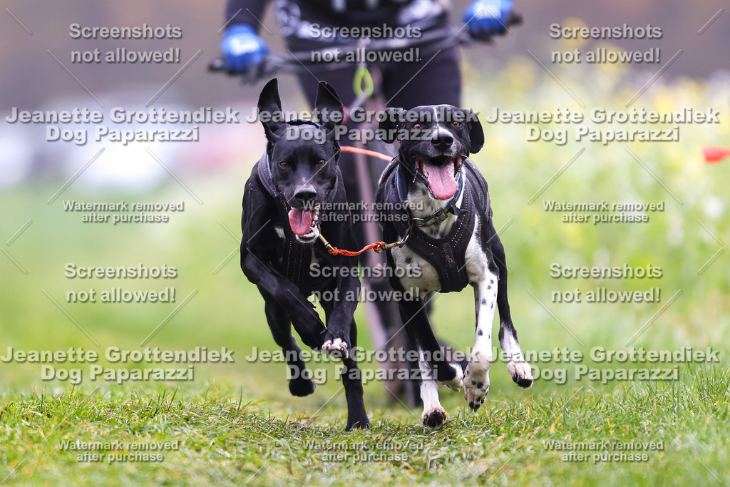 Dog Paparazzi - Visbeck 25 -104 | Dog Paparazzi Jeanette Grottendiek Fotografie & Videografie - Realisiert mit Pictrs.com