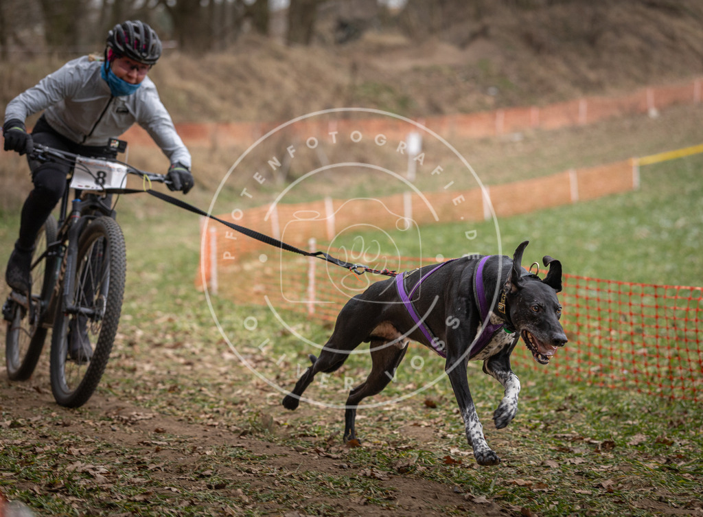 Pfotenfotografie_DV3A6564 | Hundefotografie, Tierfotograf, Pfotenfotografie, Fotoshooting Hund, Hunde Portrait, Hundesport, Hundeportraits, Heideshooting, Hunde, Sportfotograf, Hundefotograf, Turnierhundsport, THS,  - Realisiert mit Pictrs.com