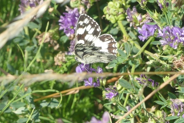 Schachbrettfalter in Luzerne | Verkauf von Fotos und  Videoclips zumThema Natur.Motive sind Pflanzen, Tiere, Landschaftenund Wetter - Realisiert mit Pictrs.com