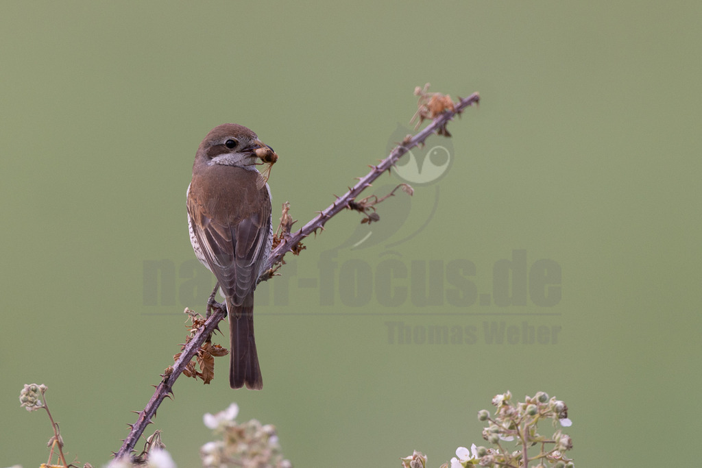 R5NF1076-20230624 | Der Neuntöter oder Rotrückenwürger ist eine Vogelart aus der Familie der Würger und in Mitteleuropa die häufigste Würgerart. Er ist vor allem durch sein Verhalten bekannt, Beutetiere auf Dornen aufzuspießen. Zu seiner Nahrung zählen vorwiegend Großinsekten, aber auch kleine Säugetiere und Vögel. - Realisiert mit Pictrs.com