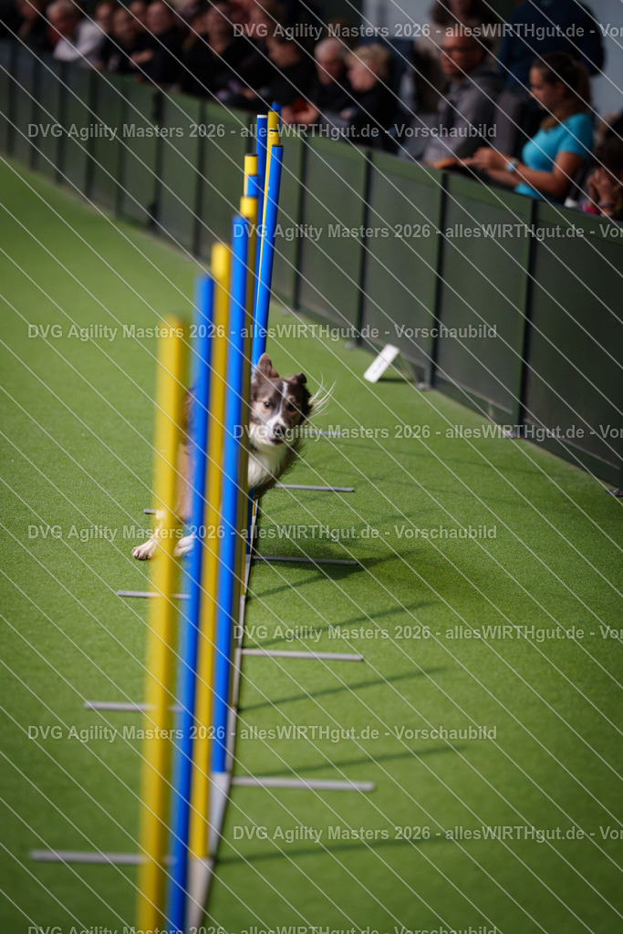 allesWIRTHgut_Tierfotografie-DVG_Agility_Masters_2026-14_51-7R501450 | Professionelle Tierfotografie in Mönchengladbach von Daniel Wirth (allesWIRTHgut). Liebevolle & natürliche Bilder von Hunden & Katzen für unvergessliche Erinnerungen.