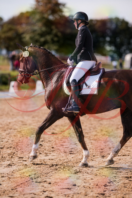 2026_10_03_Siefer-Hof_132230_Z81_71749315 | Professionelle Reitsport-, Turnier- und Eventfotografie von Robert Broda. Galerien mit ausgewählten und bearbeiteten Bildern direkt online ansehen und bestellen.