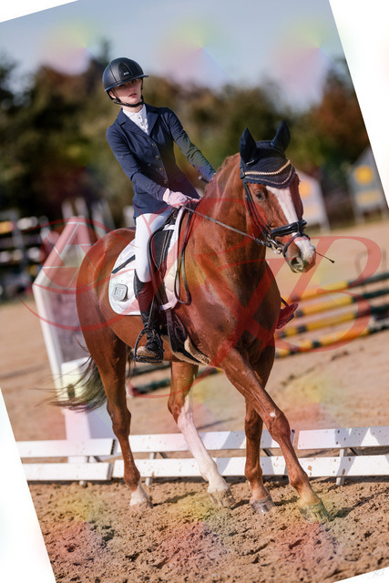 2026_10_03_Siefer-Hof_132739_Z81_82580399 | Professionelle Reitsport-, Turnier- und Eventfotografie von Robert Broda. Galerien mit ausgewählten und bearbeiteten Bildern direkt online ansehen und bestellen.