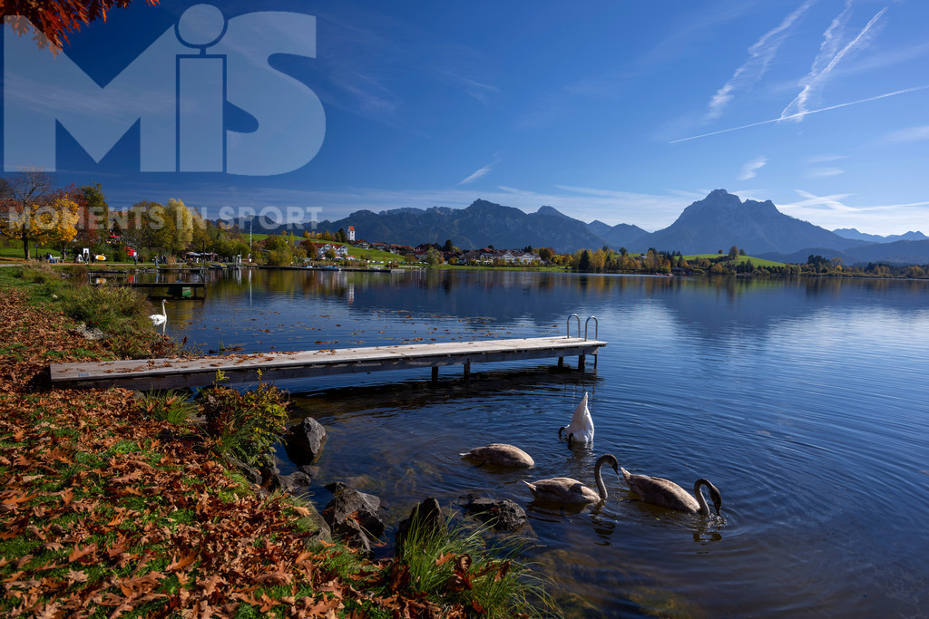 2.Liga-1860-HEIM.jpg | 17.10.2022, Herbst am Hopfensee im Allgäu (Bayern) bei Füssen. Eine Schwanenfamilie auf Nahrungssuche am Ufer. - Realisiert mit Pictrs.com