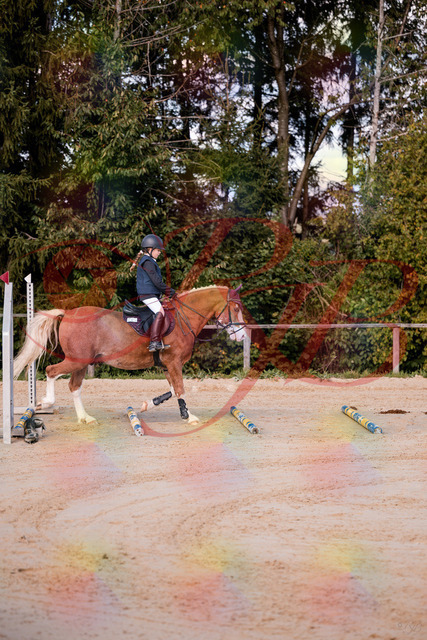 2026_10_03_Siefer-Hof_144417_Z81_17793856 | Professionelle Reitsport-, Turnier- und Eventfotografie von Robert Broda. Galerien mit ausgewählten und bearbeiteten Bildern direkt online ansehen und bestellen.