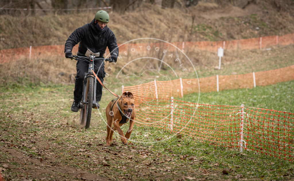 Pfotenfotografie_DV3A6824 | Hundefotografie, Tierfotograf, Pfotenfotografie, Fotoshooting Hund, Hunde Portrait, Hundesport, Hundeportraits, Heideshooting, Hunde, Sportfotograf, Hundefotograf, Turnierhundsport, THS,  - Realisiert mit Pictrs.com