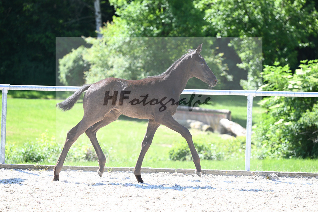 Kat-Nr. 8 HF Fuerst Zonik PS_Kratz_16230279 | hf-fotografie - Realisiert mit Pictrs.com