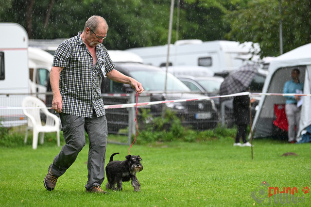 Ausstellung des Pinscher Schnauzer-Klub | Ausstellung des Pinscher-Schnauzer-Klub, OG München in Gröbenzell 29.07.2023 Foto: Leo Wyden
