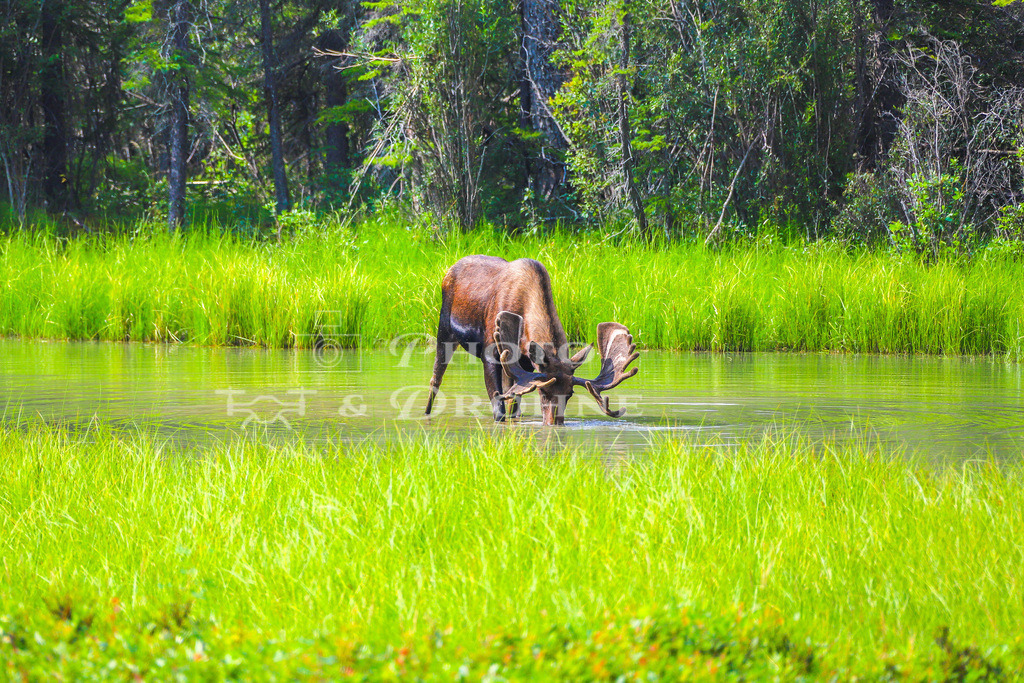 IMG_6516 | Elch in den Northern Rockies in British Columbia, Kanada - Realisiert mit Pictrs.com