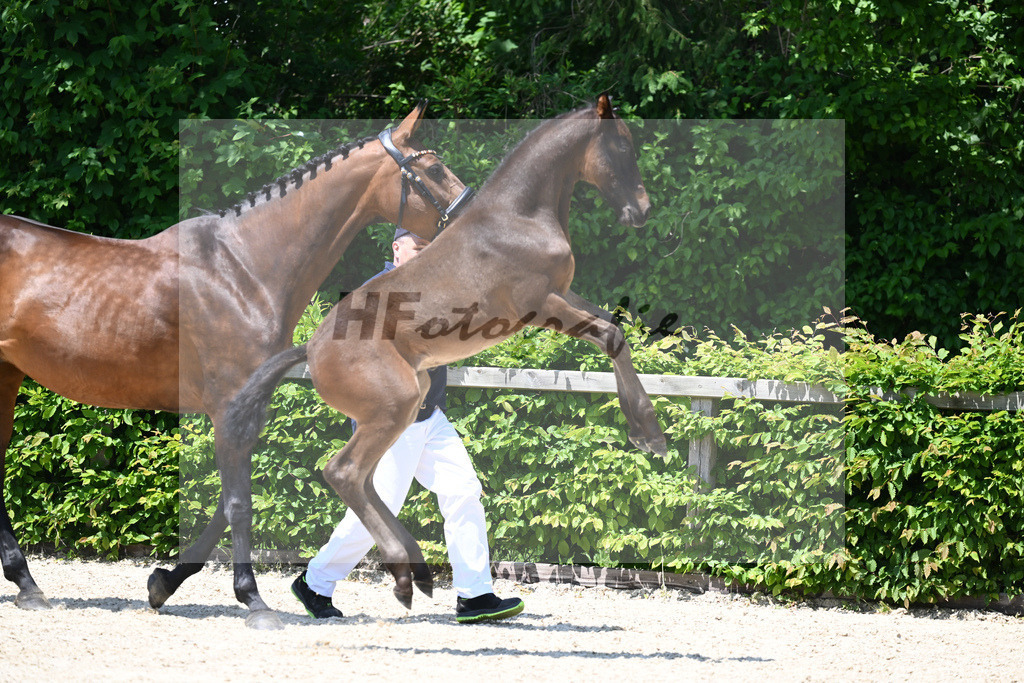 Kat-Nr. 17 SF Chubakko_Mayer_15230438 | hf-fotografie - Realisiert mit Pictrs.com