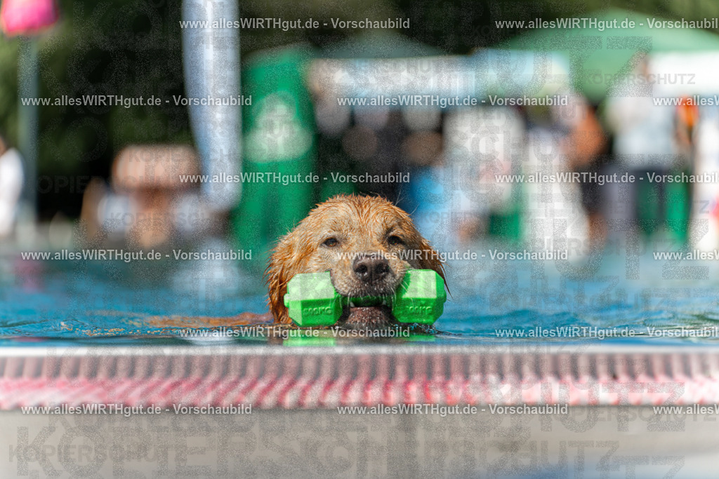 Hundeschwimmen_Volksbad_2026-allesWIRTHgut_Tierfotografie-2609061208-111848-7R500227 | Professionelle Tierfotografie in Mönchengladbach von Daniel Wirth (allesWIRTHgut). Liebevolle & natürliche Bilder von Hunden & Katzen für unvergessliche Erinnerungen.
