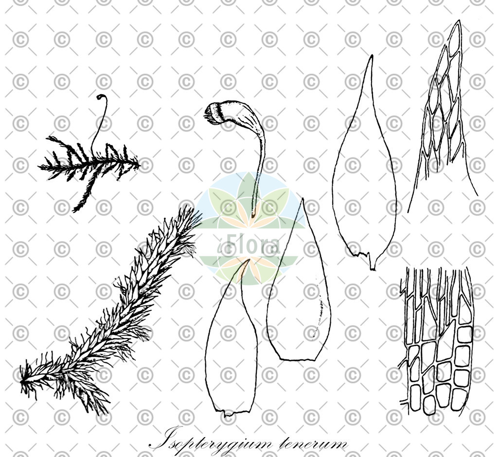 HistAbb_wfo-0000134465_1_ENZY_Simple | Historische Abbildung von Isopterygium tenerum - Pylaisiadelphaceae | Historical Illustration of Isopterygium tenerum - Pylaisiadelphaceae