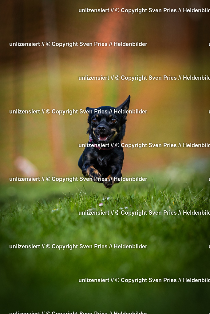 Sven Pries | 2025-04-13 - Hunderennen Baden-Baden - Realisiert mit Pictrs.com