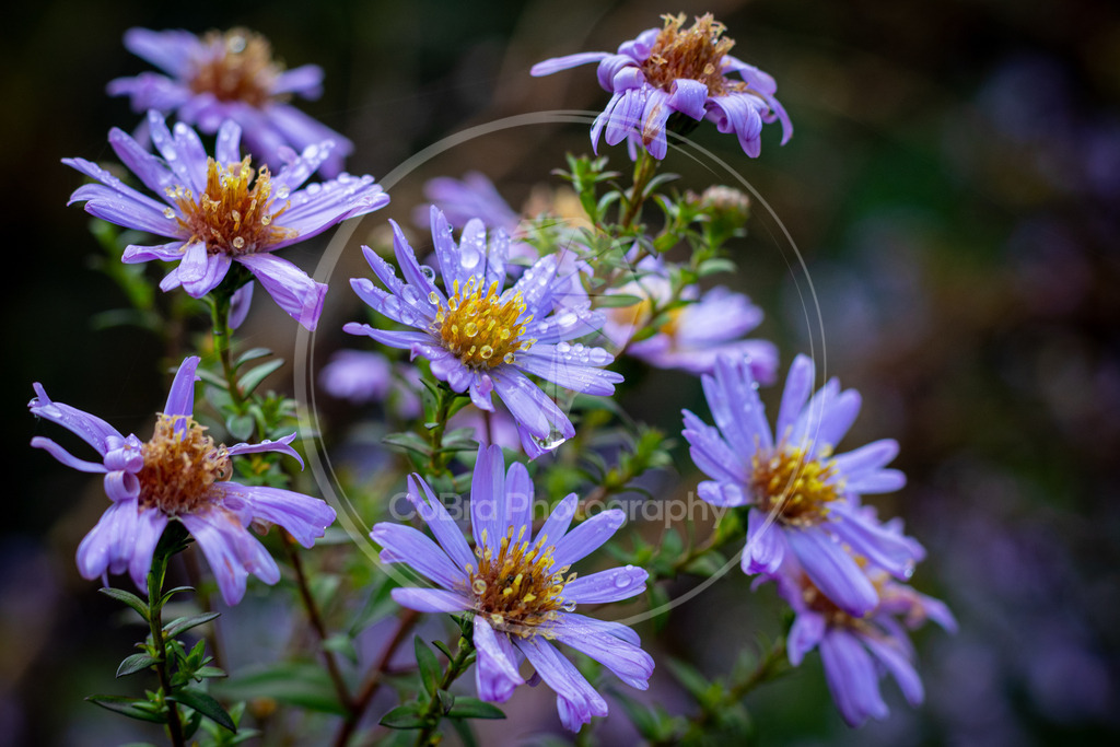 Neubelgische Aster nach Regenguss | CoBra Photography - Realisiert mit Pictrs.com