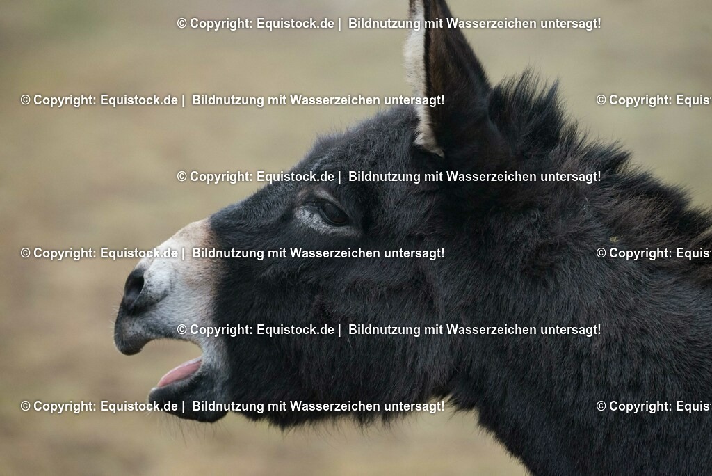 20150217_Esel_0001 | equistock