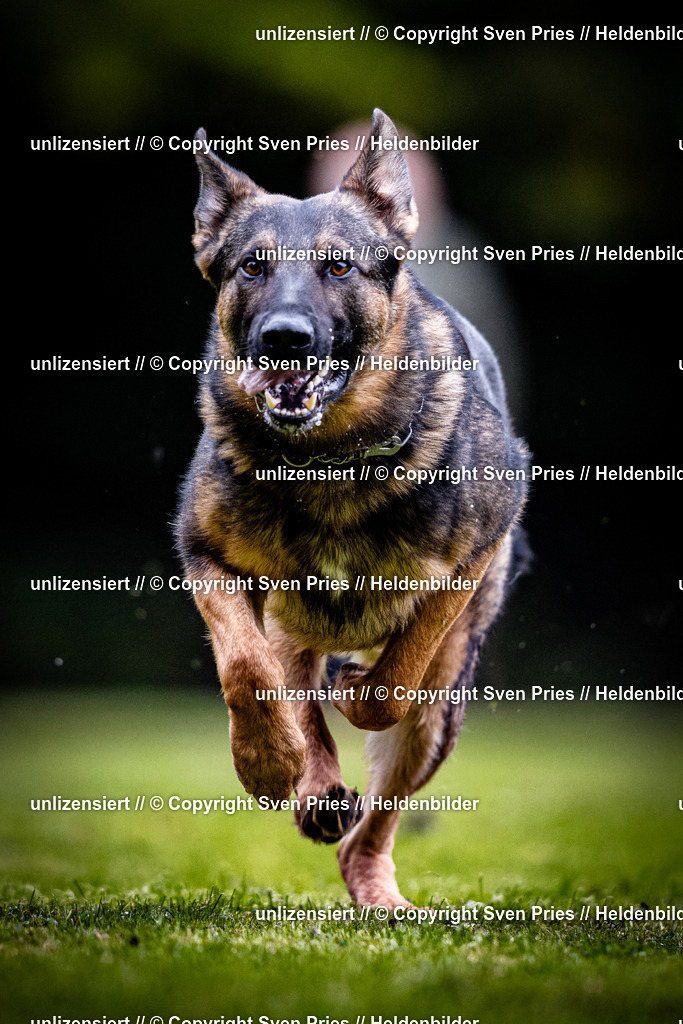 Sven Pries | 2025-10-03 - Hunderennen Obergrombach - Realisiert mit Pictrs.com