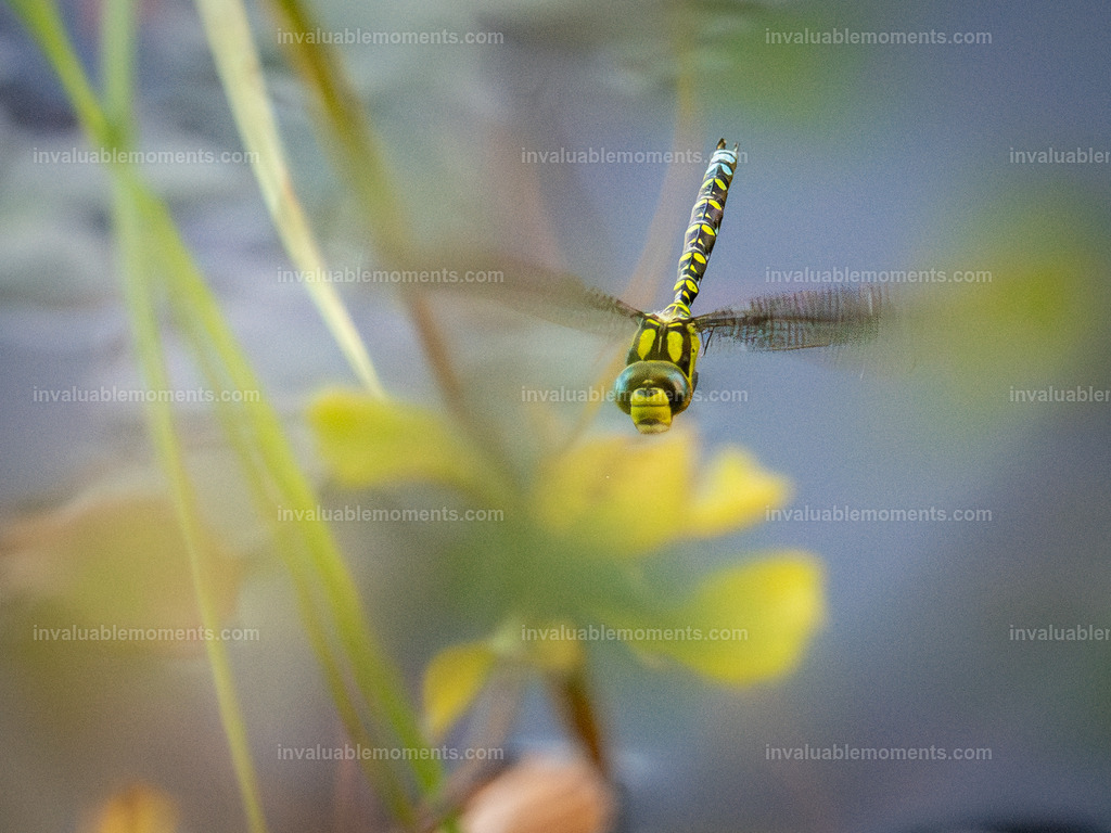 DSC_9380 | invaluablemoments.com - Realisiert mit Pictrs.com