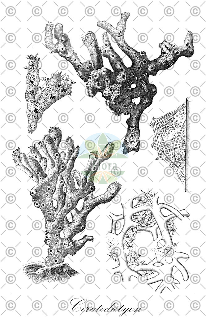 HistAbb_3KSL_2_ENZY_Simple | Historische Abbildung von Ceratodictyon - Lomentariaceae (0) | Historical Illustration of Ceratodictyon - Lomentariaceae (0)