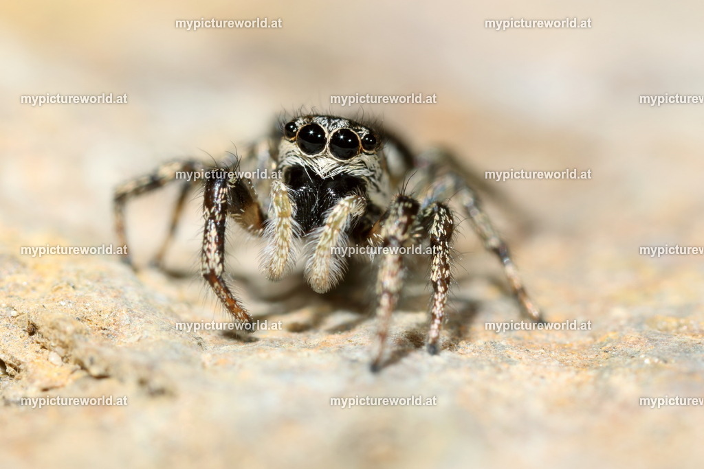 Zebraspringspinne-033 | Das Bilderarchiv über Tiere, Planzen und Landschaften. In der Bilddatenbank finden Sie ein große Auswahl an hochwertigen Bilder für Ihre Werbung - Realized with Pictrs.com