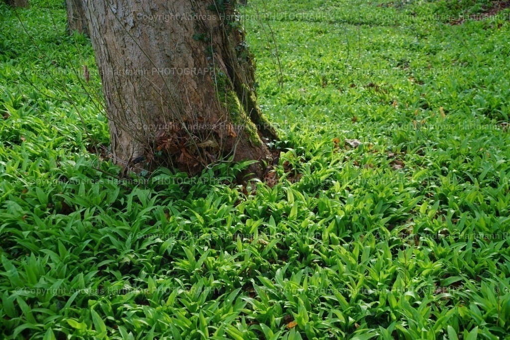 Bärlauch | Bärlauch - Realisiert mit Pictrs.com