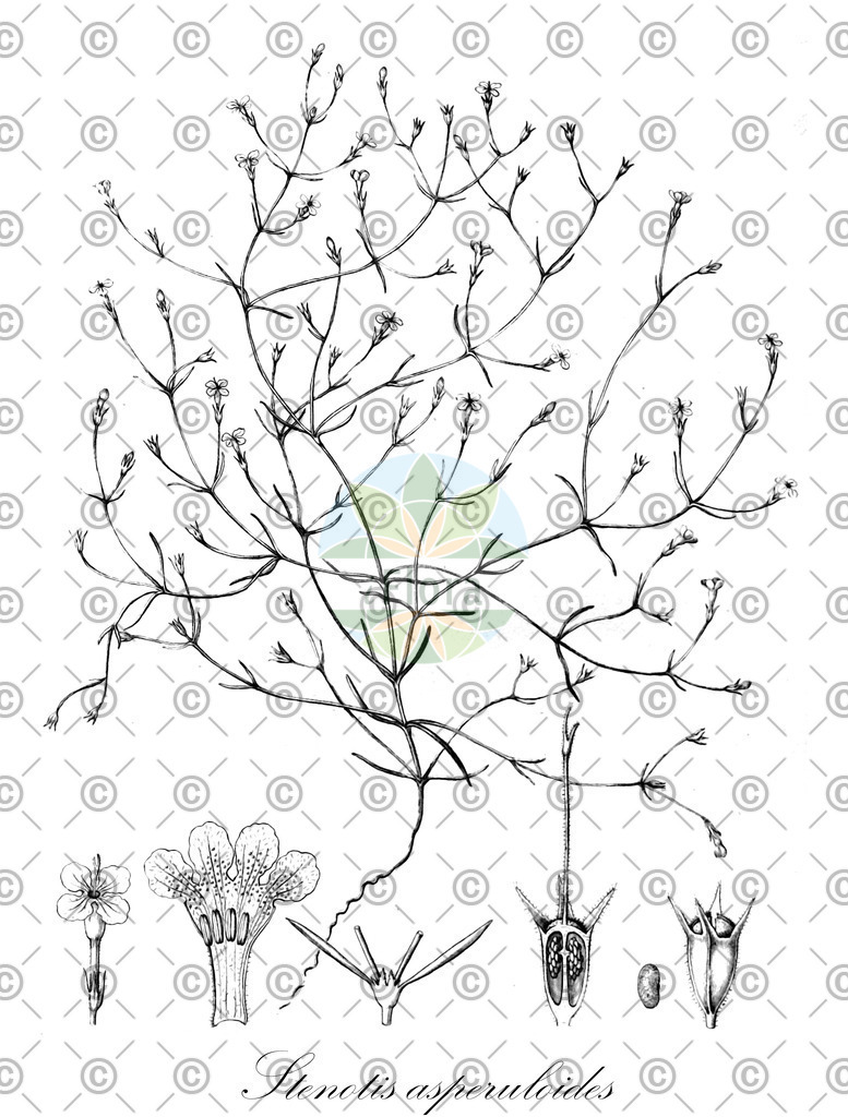 HistAbb_wfo-0001142322_1_ENZY_Simple | Historische Abbildung von Stenotis asperuloides - Rubiaceae | Historical Illustration of Stenotis asperuloides - Rubiaceae