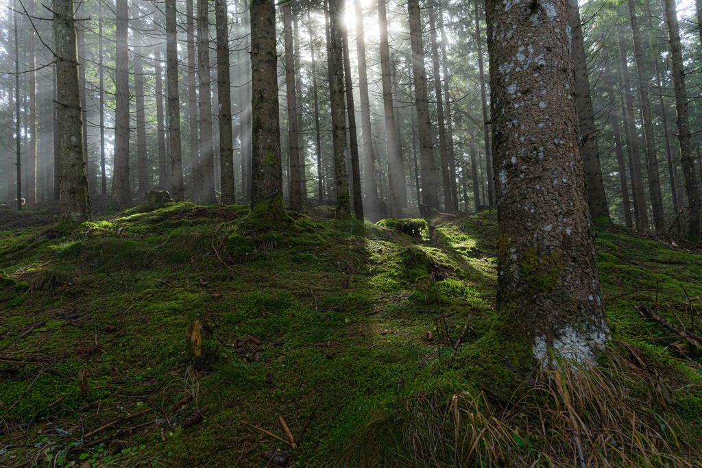 Wald im Nebel | Wie die Sonnenstrahlen durch den Nebel brechen - Realisiert mit Pictrs.com
