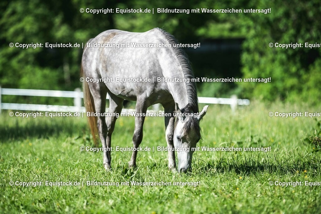 20210617_Araber_Marbach_Koppel_0010 | Foto: Thomas Hartig
