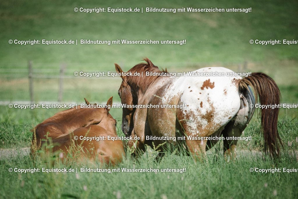 TS_20160826_Fuchs_in_Bewegung_0003 | Foto: Thomas Hartig