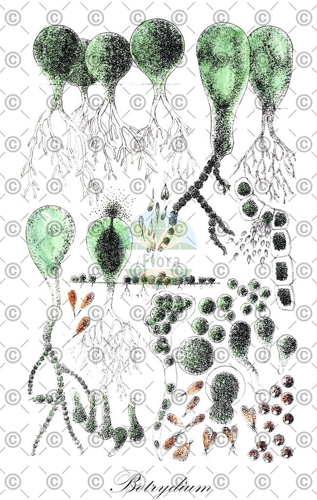 HistAbb_3BXH_1_ENZY_Simple | Historische Abbildung von Botrydium - Botrydiaceae (0) | Historical Illustration of Botrydium - Botrydiaceae (0)