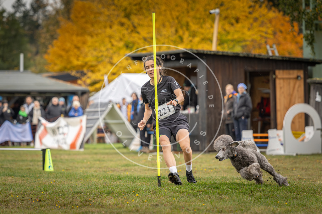 Pfotenfotografie_DV3A3069 | Hundefotografie, Tierfotograf, Pfotenfotografie, Fotoshooting Hund, Hunde Portrait, Hundesport, Hundeportraits, Heideshooting, Hunde, Sportfotograf, Hundefotograf, Turnierhundsport, THS,  - Realisiert mit Pictrs.com