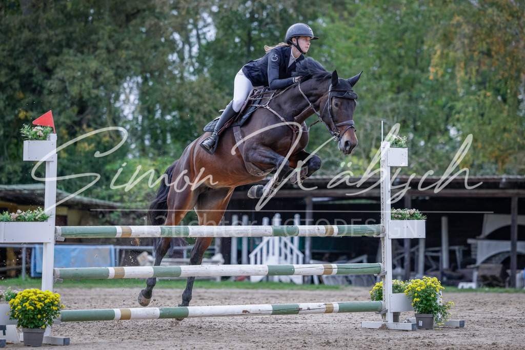 20251012-_3LI5244 | Tierfotografie Pferde, Hunde, Katzen, Haustiere.
Turnierfotografie Reitturniere, Reiten, Springreiten, Dressur in Hanau, dem Main-Kinzig-Kreis und dem Rhein-Main- Gebiet um Frankfurt