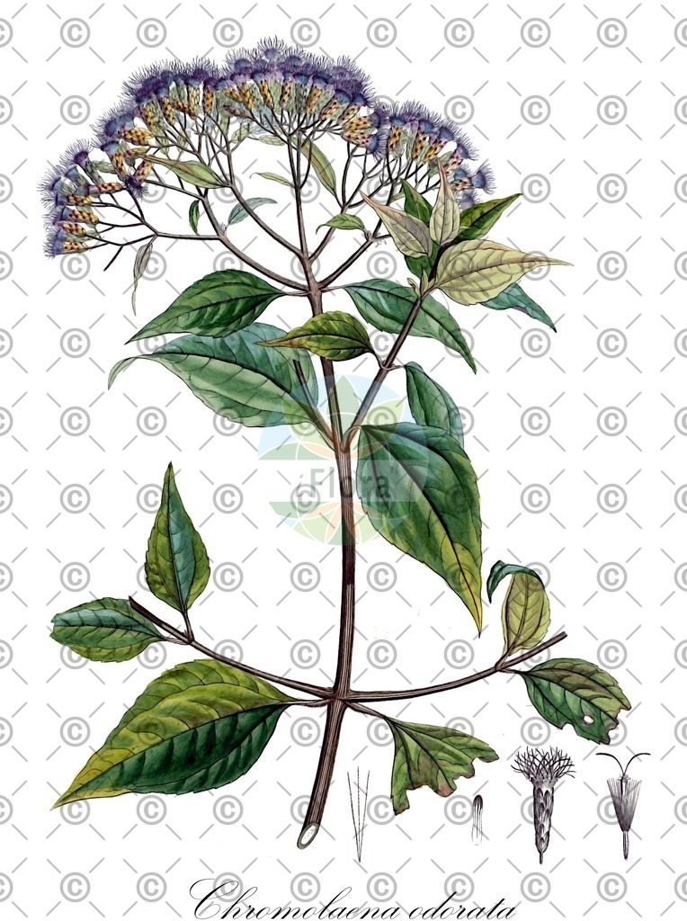 HistAbb_wfo-0000852333_1_ENZY_Simple | Historische Abbildung von Chromolaena odorata - Asteraceae | Historical Illustration of Chromolaena odorata - Asteraceae