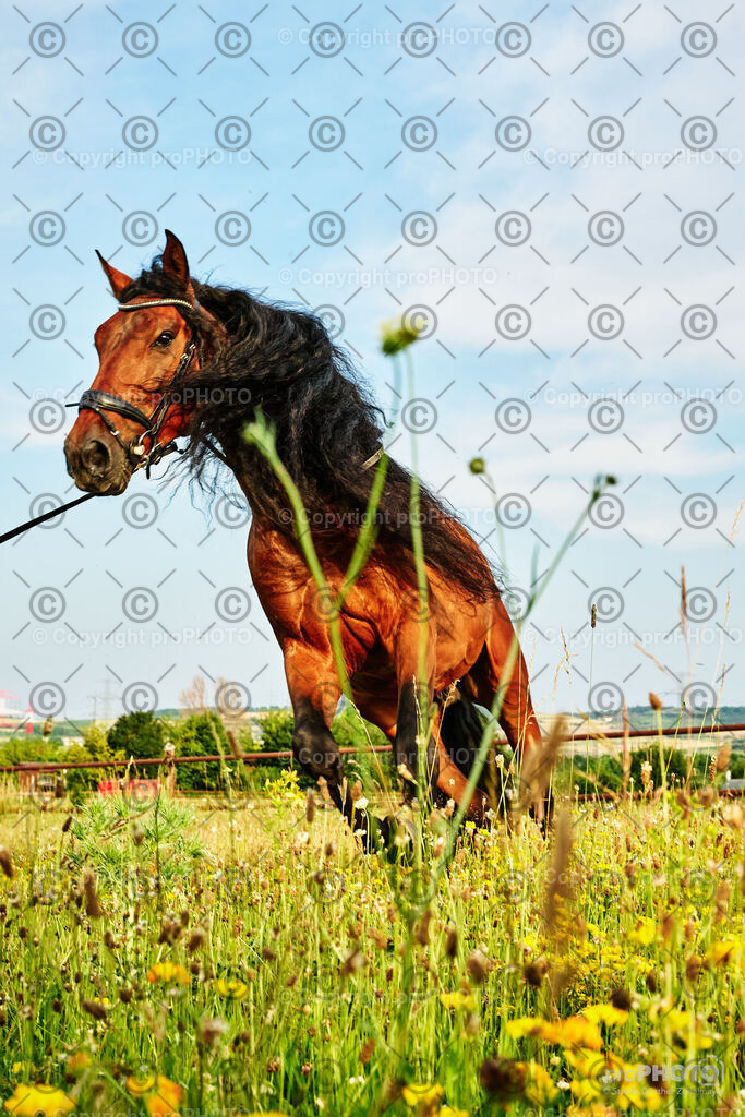 258_202406_Niki-Herodes_NZ9_0147 | proPHOTO - Realisiert mit Pictrs.com