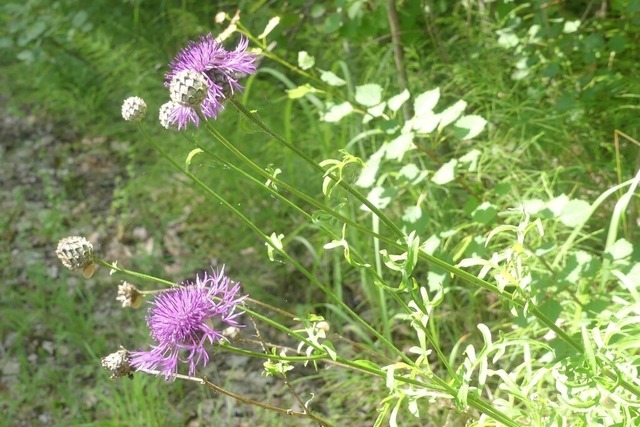 Skabiosen Flockenblume | Verkauf von Fotos und  Videoclips zumThema Natur.Motive sind Pflanzen, Tiere, Landschaftenund Wetter - Realisiert mit Pictrs.com