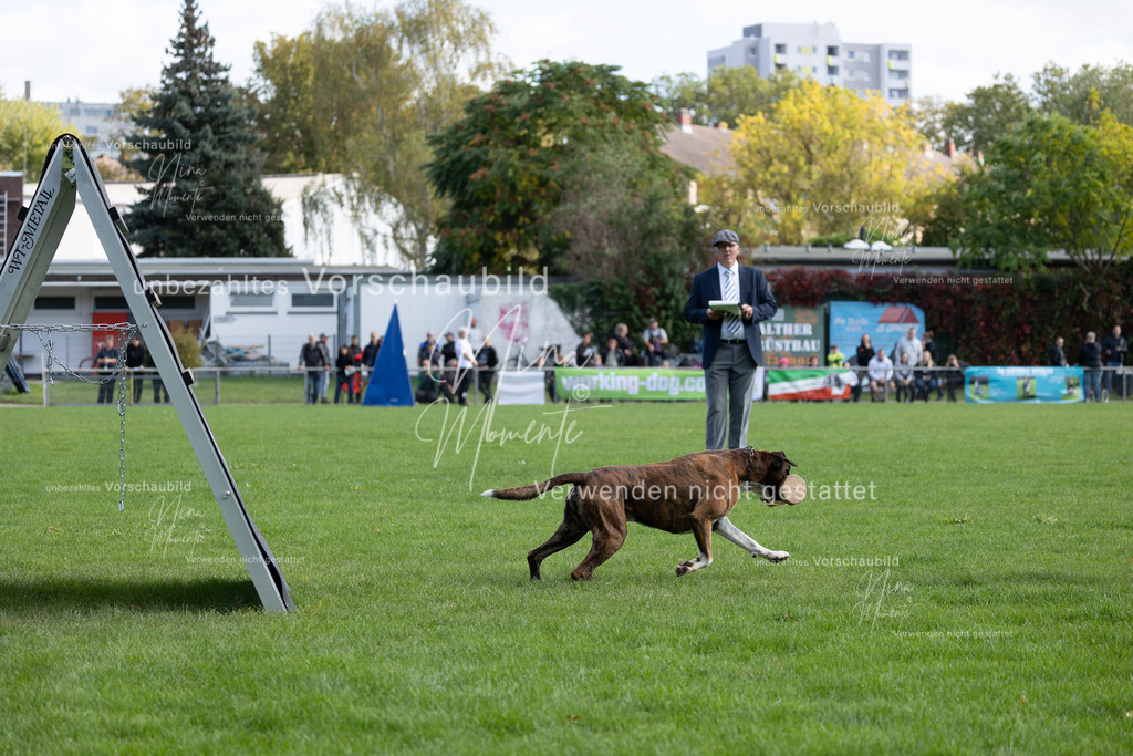 _16A5327 | Einzigartige Fotos von Hunden & Menschen –Actionfotos, Portraits, Vereinsaufnahmen & Paarshootings – authentisch, lebendig & mit Herz.