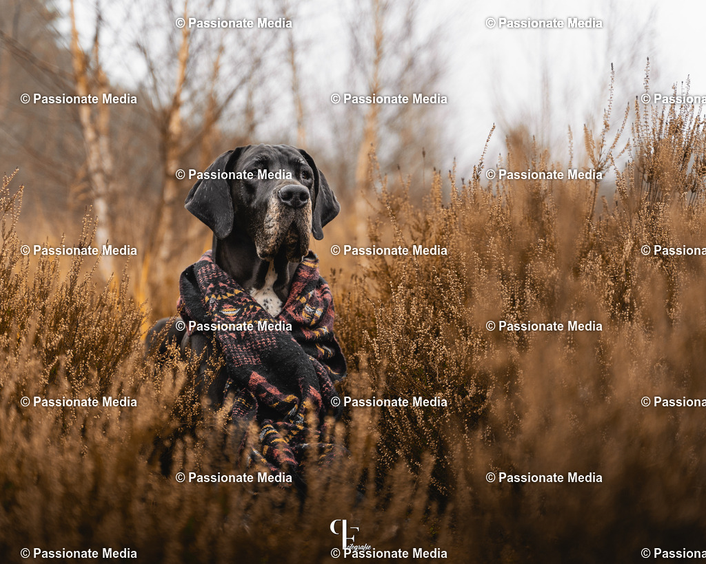 _DSC0929 | Passionate Media, dein Fotograf aus Brandenburg, Märkisch Oderland, im Bereich Motorsport, Autos und Motorräder sowie Events und auch Hunde. Shootings oder auch Eventbegleitungen können bei mir gebucht we