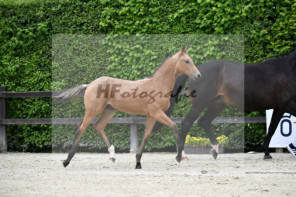 Kat-Nr. 7 Qandide x Rock Forever I_Pollich_25240271 | hf-fotografie - Realisiert mit Pictrs.com