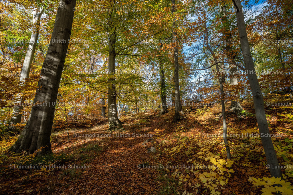 10049-12599 - Schloßpark Ilsenburg im Harz | Stockfoto und Bilderpool mit Bildmaterial aus Deutschland, dem Harz, Halberstadt, Quedlinburg, Wernigerode und weltweit. Qualitativ hochwertige und professionelle Fotos anschauen und kaufen. - Realisiert mit Pictrs.com