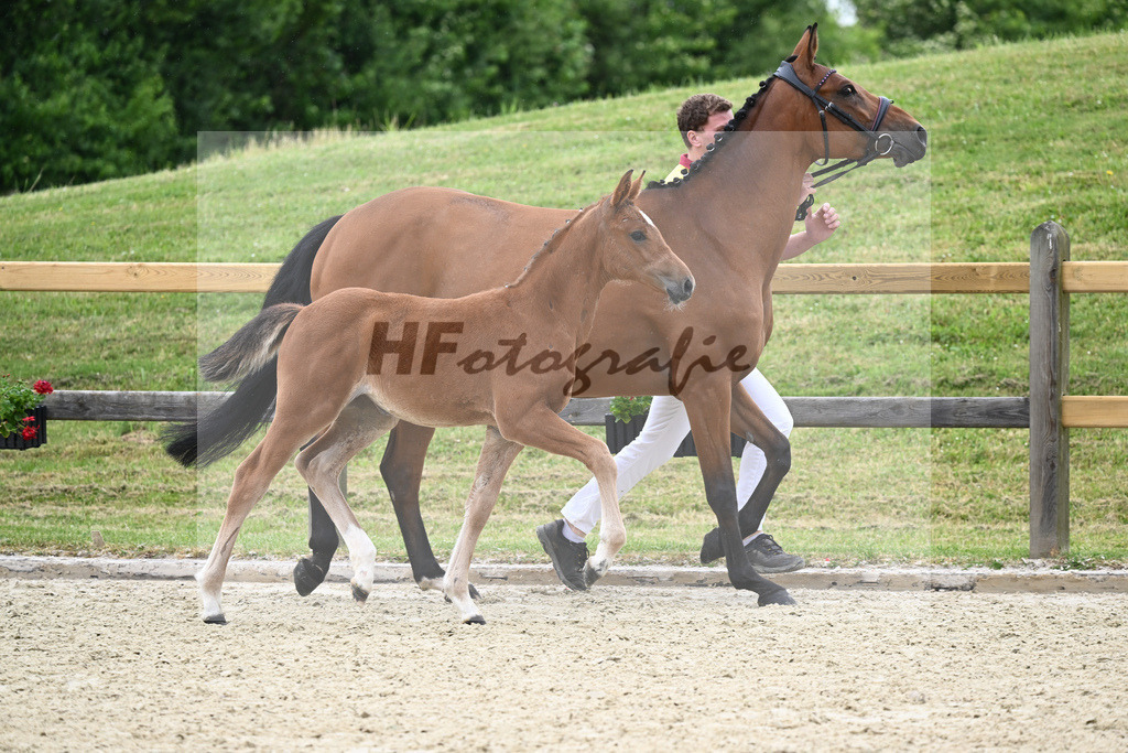 Kat-Nr. 4 SF Eldorado van de Zeshoek_Fischer_17230235 | hf-fotografie - Realizzato con Pictrs.com